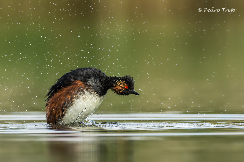 Zampullin cuellinegro (Podiceps nigricollis)